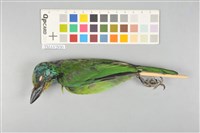 藏品(五色鳥)的圖片